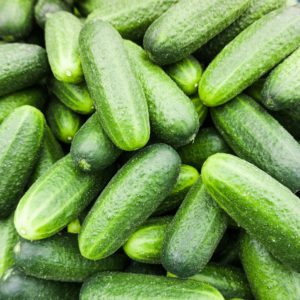 Fresh green cucumber. Cucumber background